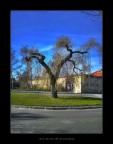 Il vecchio albero di Praga HDR