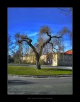 Il vecchio albero di Praga HDR Il vecchio albero di Praga HDR
