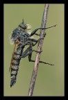 Un dittero della faiglia Asilidae.