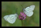 Ce n'erano anche sei su un fiore...
180mm e luce naturale, treppiedi.