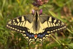 Papilio Machaon Papilio Machaon