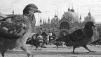 piccioni a Venezia pzz.a S. marco