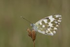 pontia edusa?