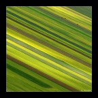 Pattern Castellucciano Pattern Castellucciano