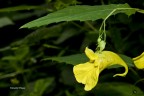 Impatiens noli-tangere -Non mi toccare- Impatiens noli-tangere -Non mi toccare-