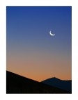 alba alba
