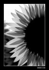 girasoli 1 girasoli 1