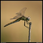 Libellula Libellula