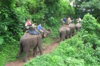Passeggiata su elefanti Passeggiata su elefanti