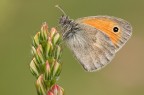 Coenonympha pamphilus Coenonympha pamphilus