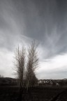 FILARE DI PIOPPI