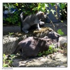 ADESSO BASTA ADESSO BASTA