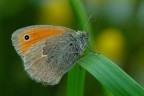 Coenonympha pamphilus Coenonympha pamphilus