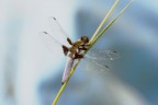 Libellulina Libellulina