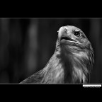 ::: AQUILA DI MARE ::: ::: AQUILA DI MARE :::