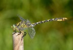 Onychogomphus forcipatus Onychogomphus forcipatus