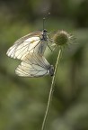 Pieride del biancospino Pieride del biancospino