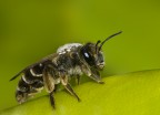 Apetta