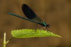 Calopteryx splendens Calopteryx splendens