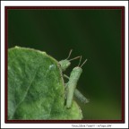 Tana Libera Tutti!!! Tana Libera Tutti!!!