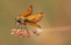 Farfallina
