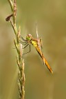 Libellula Libellula