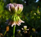 Fiore..... Fiore.....