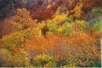 i colori dei boschi in ottobre