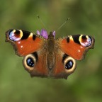 Vanessa io Vanessa io