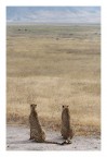 Ghepardi nel Ngorongoro Ghepardi nel Ngorongoro