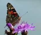 Vanessa del cardo Vanessa del cardo