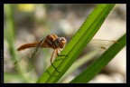 Libellula Libellula