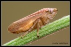 [valter] Cicadella