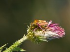 Carpocoris mediterraneus Carpocoris mediterraneus