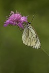 Pieride del biancospino Pieride del biancospino