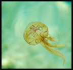 la danza delle piccole meduse la danza delle piccole meduse