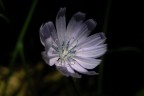 Fiore di cicoria Fiore di cicoria