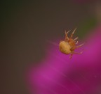 Ragno al lavoro Ragno al lavoro