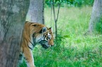 Spunta una Tigre Spunta una Tigre