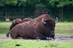 Bison Bison