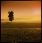 un' albero un' albero