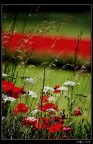 papaveri ed altro ancora papaveri ed altro ancora