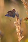 Butterfly to the sunset Butterfly to the sunset