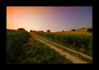 Tramonto sul campo di girasoli Tramonto sul campo di girasoli