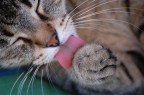 L'essere gatto L'essere gatto