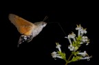 Macroglossum stellatarum aggiunte 2 foto Macroglossum stellatarum aggiunte 2 foto