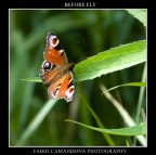 before fly