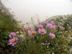 Fiori tra la nebbia Fiori tra la nebbia
