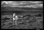 su quel cavallo bianco... su quel cavallo bianco...