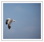 vooolaareee ooo cantareee ooooo vooolaareee ooo cantareee ooooo